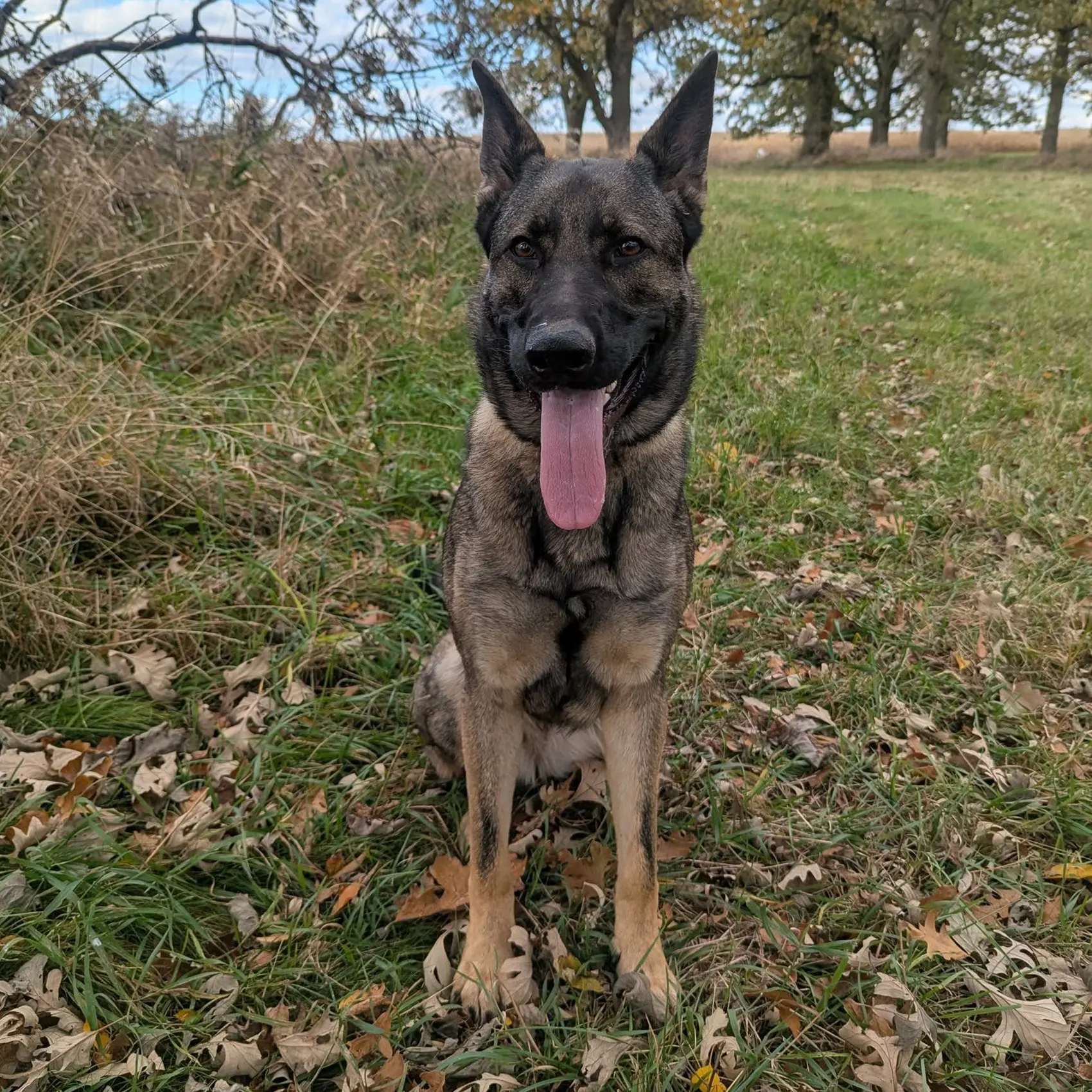 Spc. Agt. Dana Scully, John's German Shepherd dog, sitting in a field